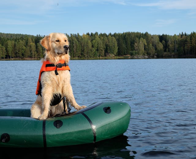 schlauchboot hund